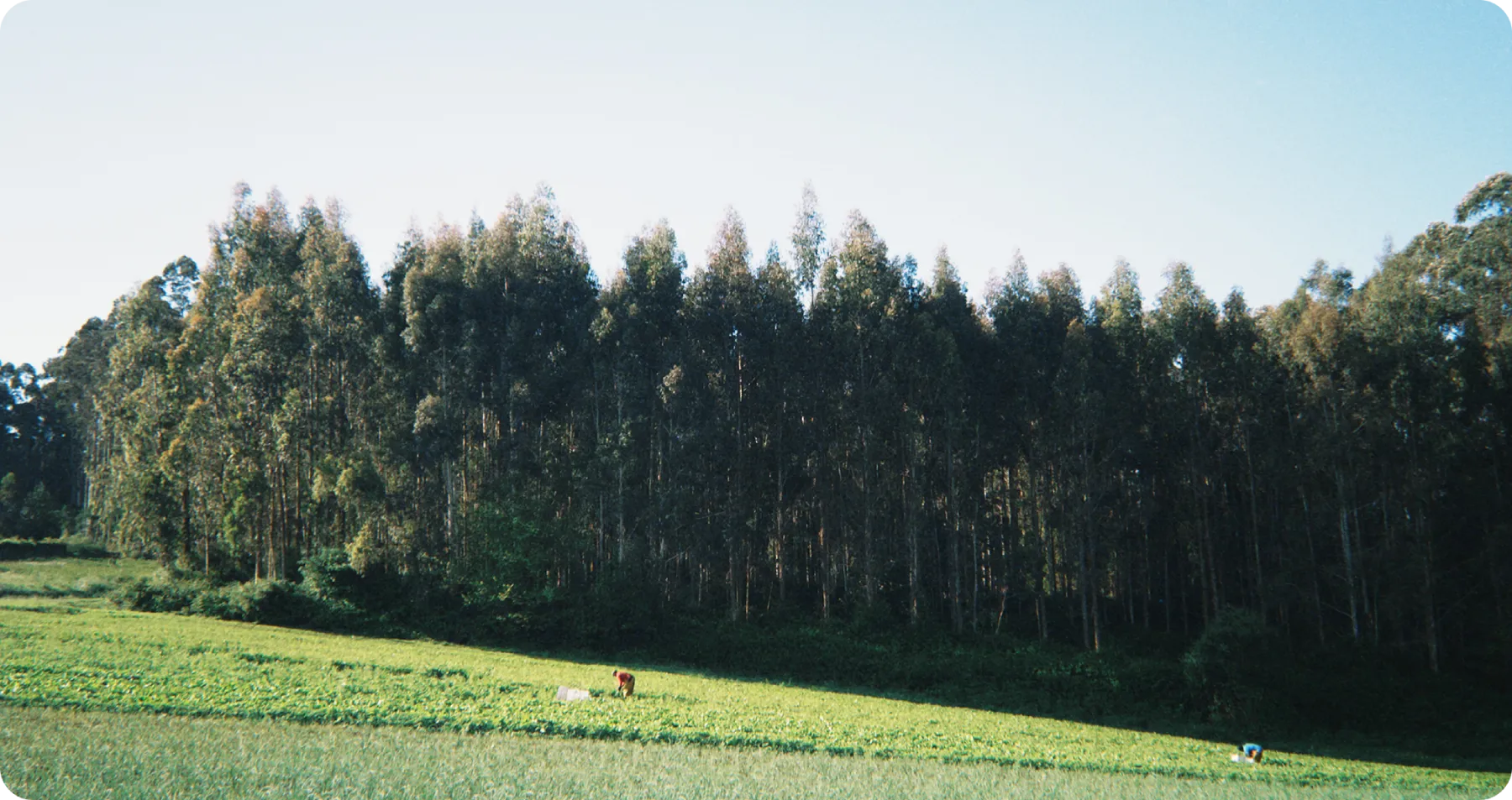 Agrodayca
